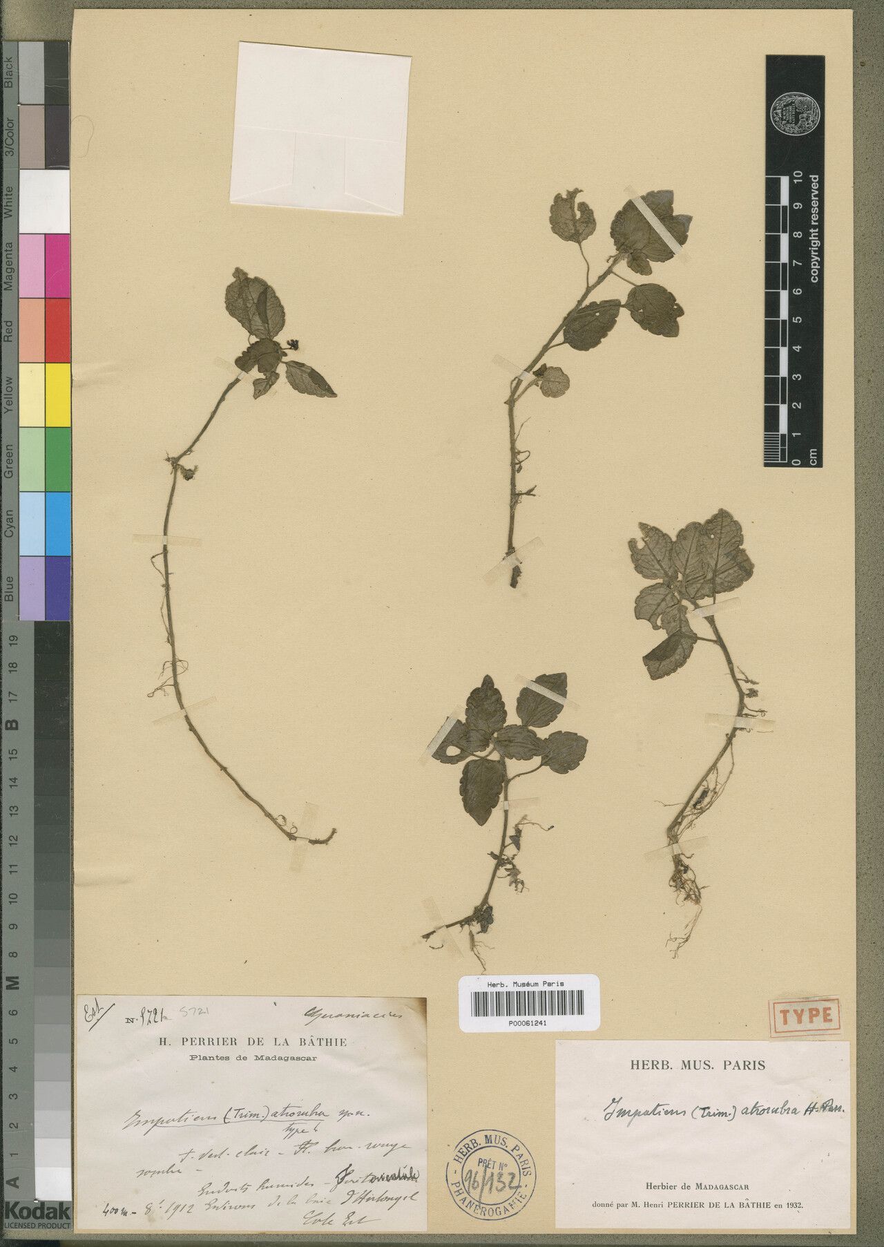 Impatiens atrorubra — houseplant care guide