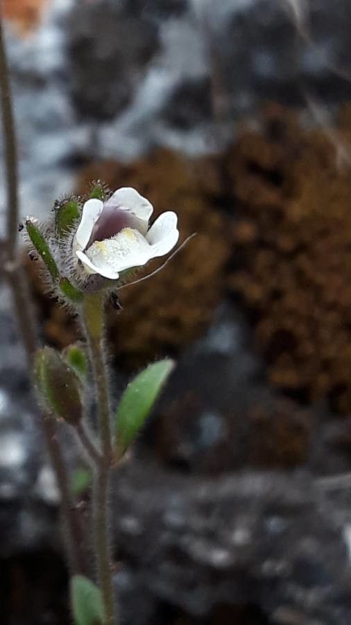 Chaenorrhinum rubrifolium flower