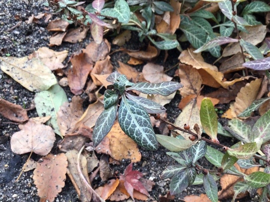 Lysimachia minoricensis leaf