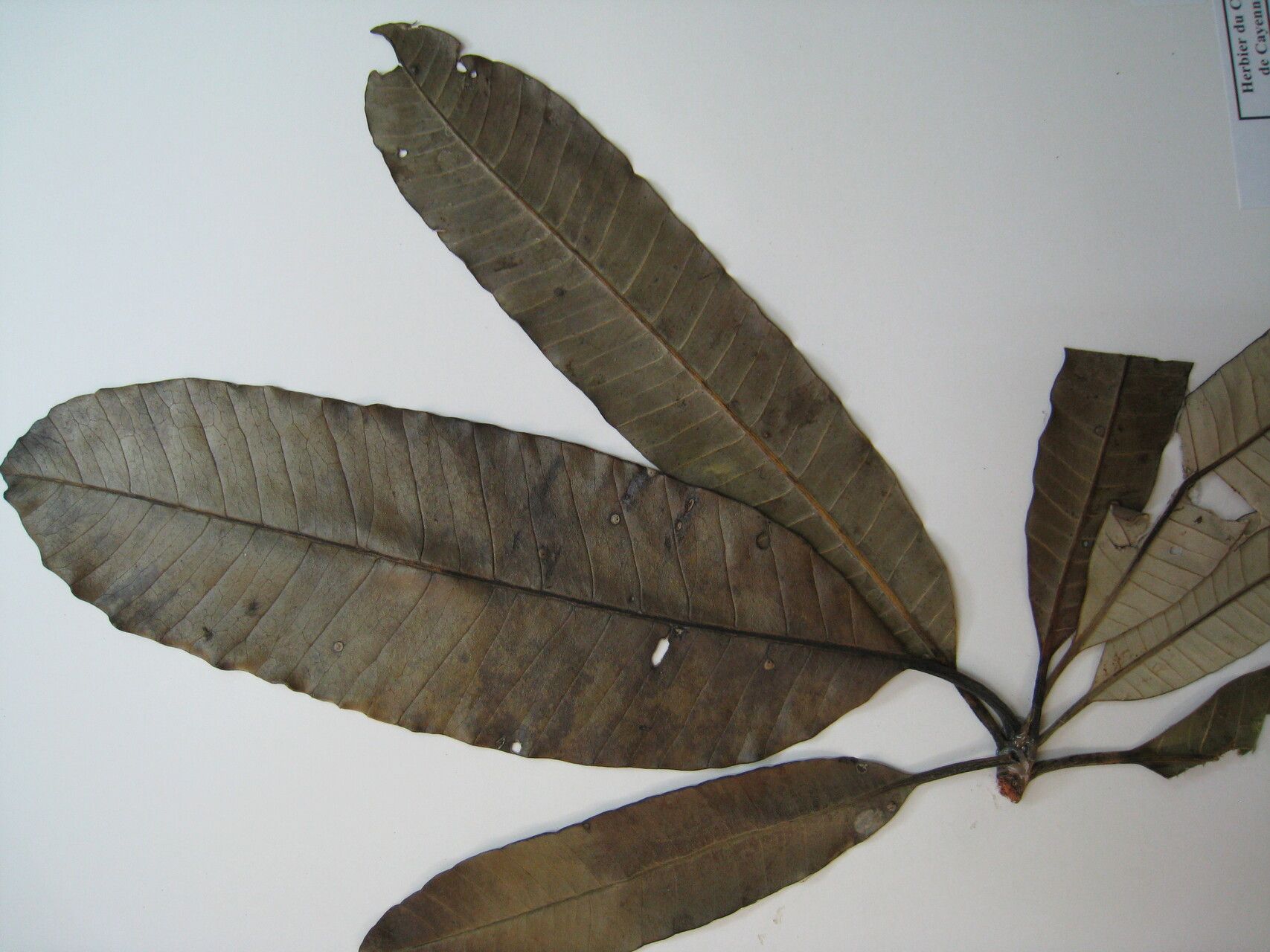 Aspidosperma sandwithianum — houseplant care guide