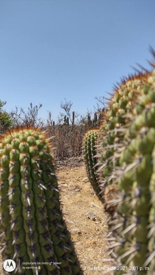 Echinopsis formosa bark