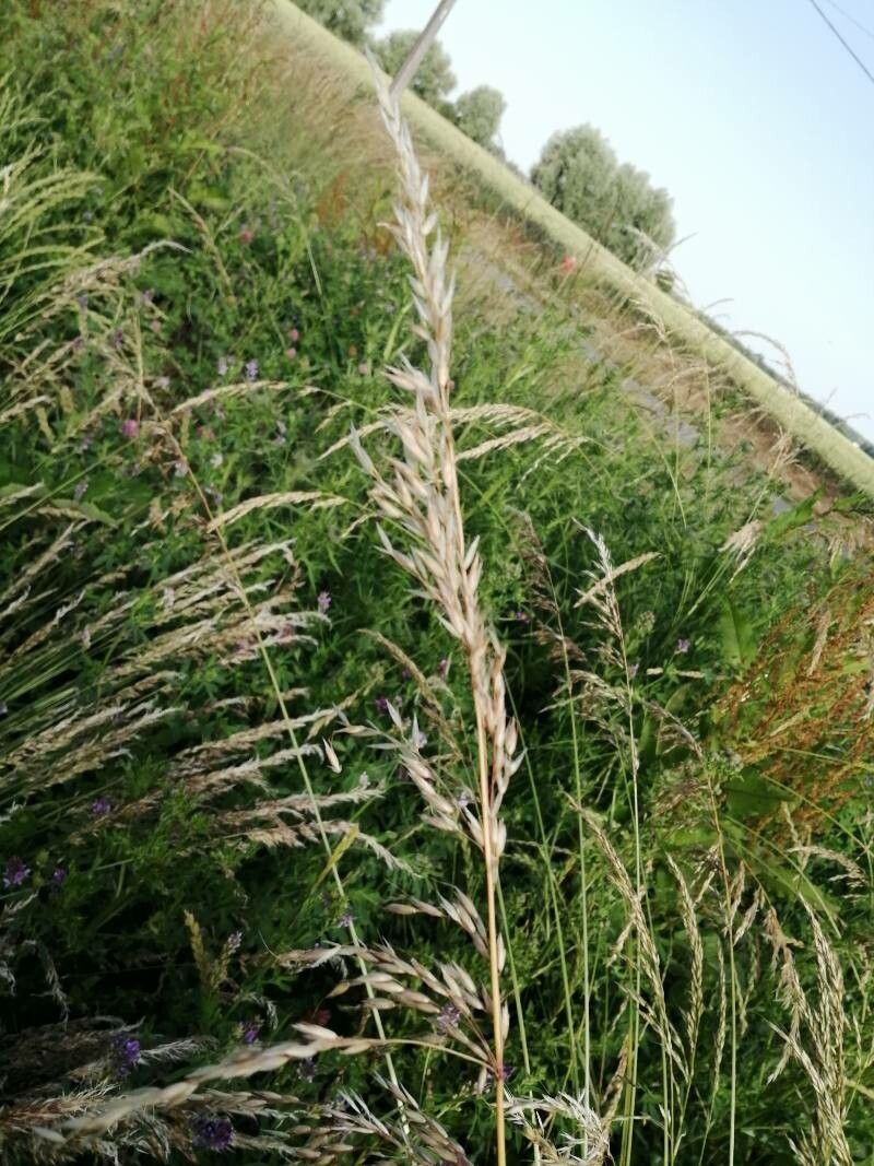 Arrhenatherum elatius flower