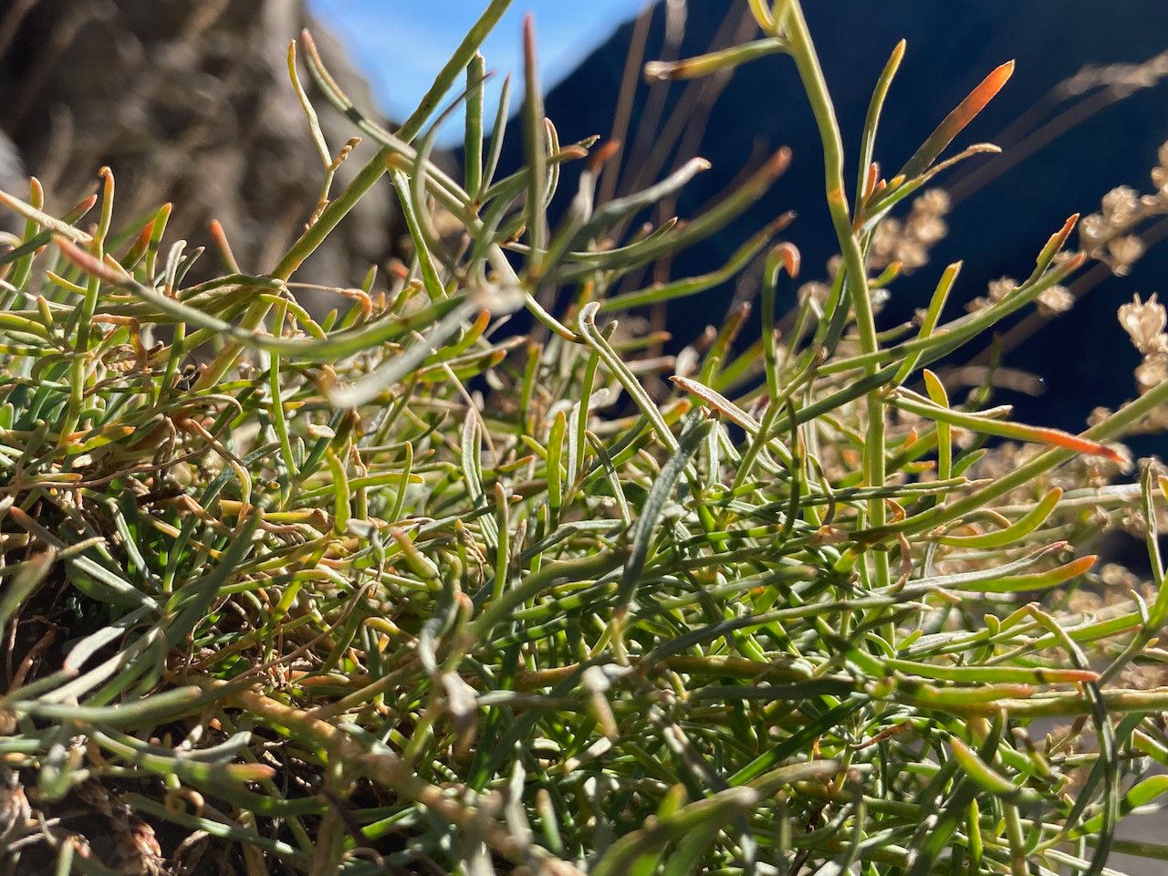 Reseda glauca — search result for 'Reseda'