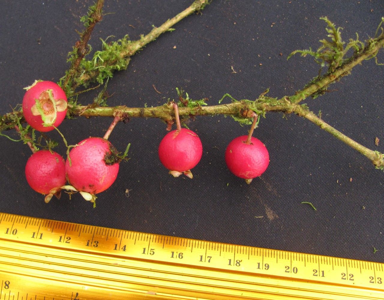 Eugenia grayumii fruit