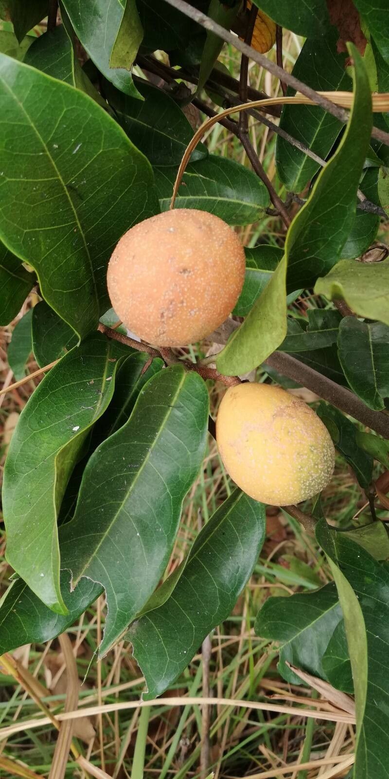 Landolphia camptoloba fruit