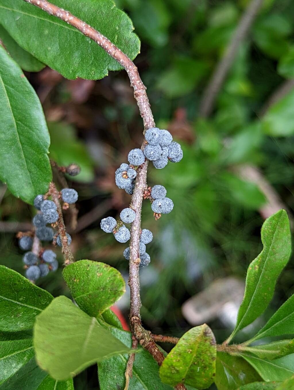 Myrica caroliniensis fruit