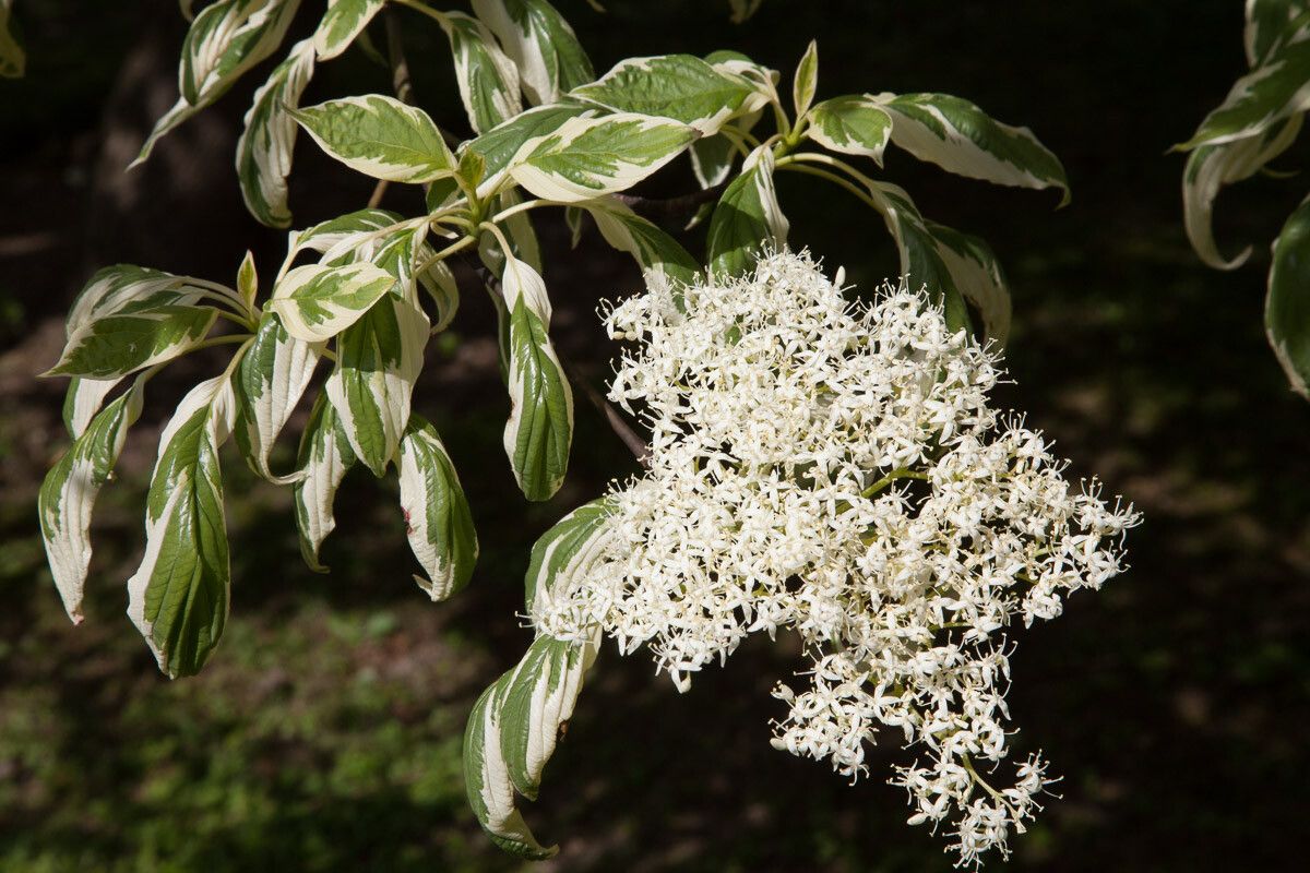 Cornus controversa flower