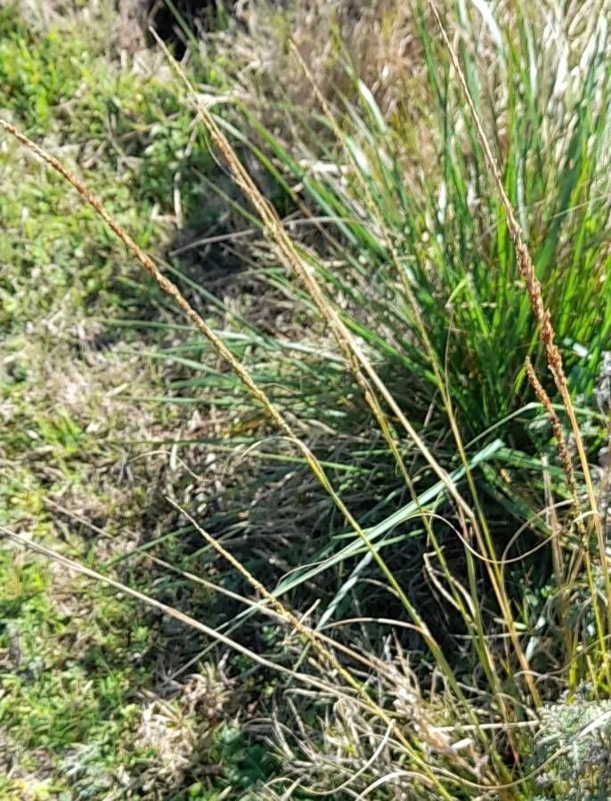 Sporobolus indicus habit