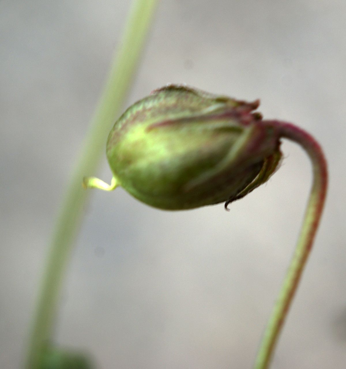 Viola scorpiuroides fruit