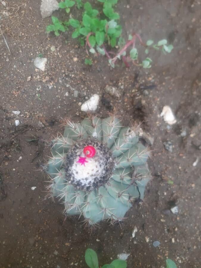 Melocactus curvispinus flower
