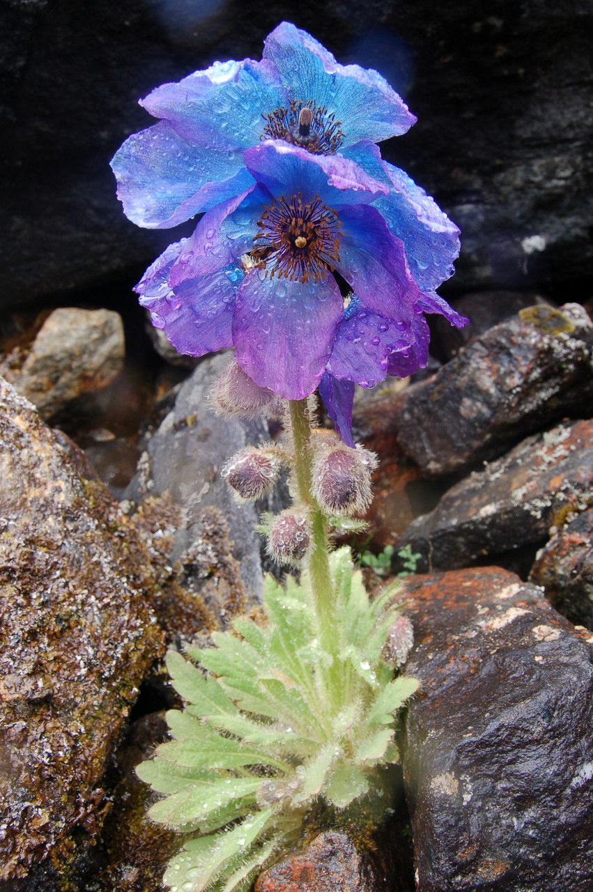 Meconopsis bhutanica habit