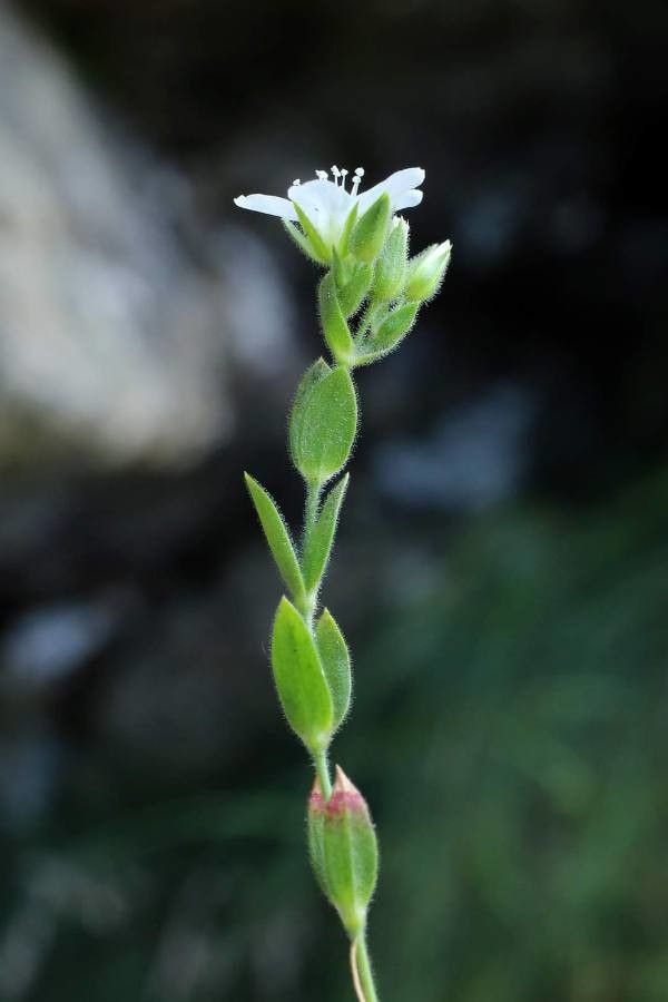 Minuartia saxifraga — houseplant care guide