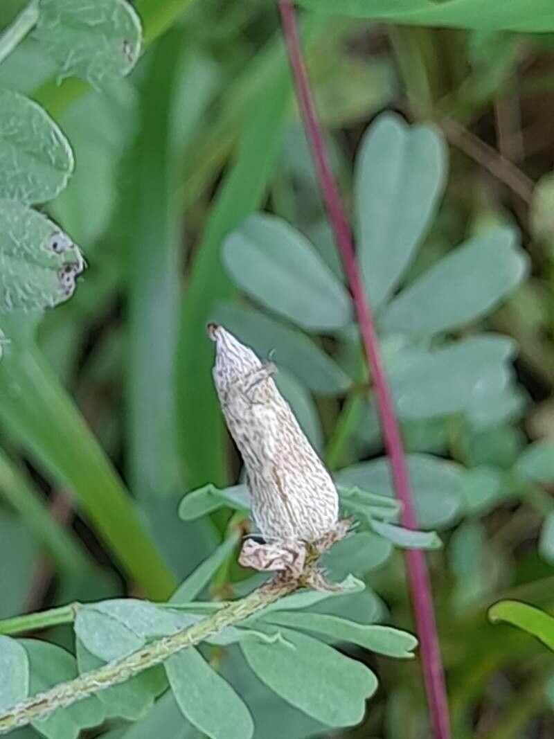 Astragalus asterias fruit