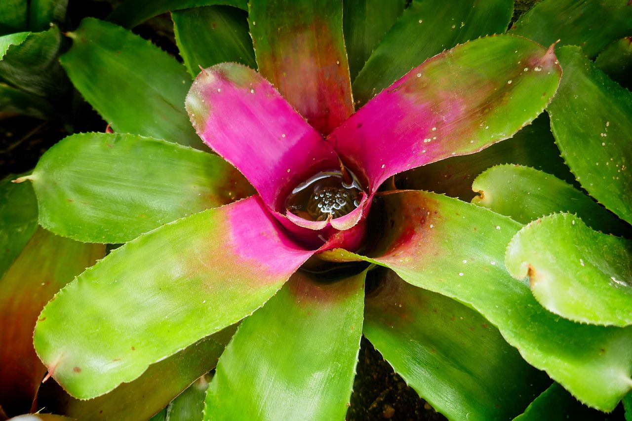 Aechmea candida leaf