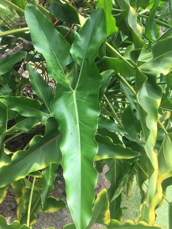 Thaumatophyllum stenolobum — search result for 'Thaumatophyllum'