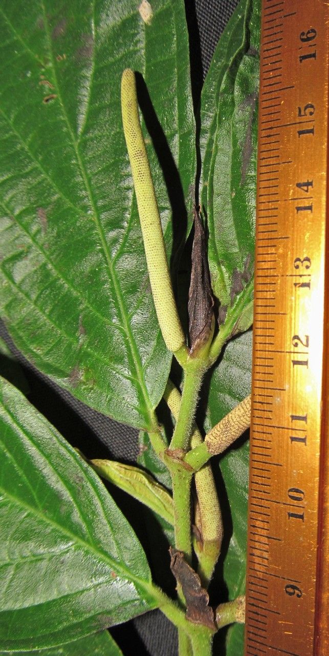 Piper tsuritkubense — houseplant care guide