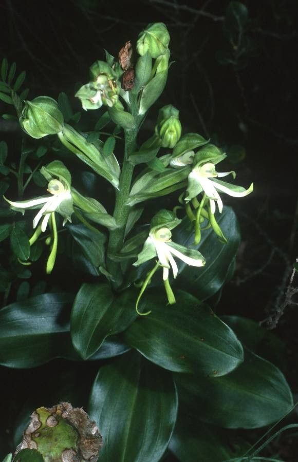 Bonatea steudneri flower