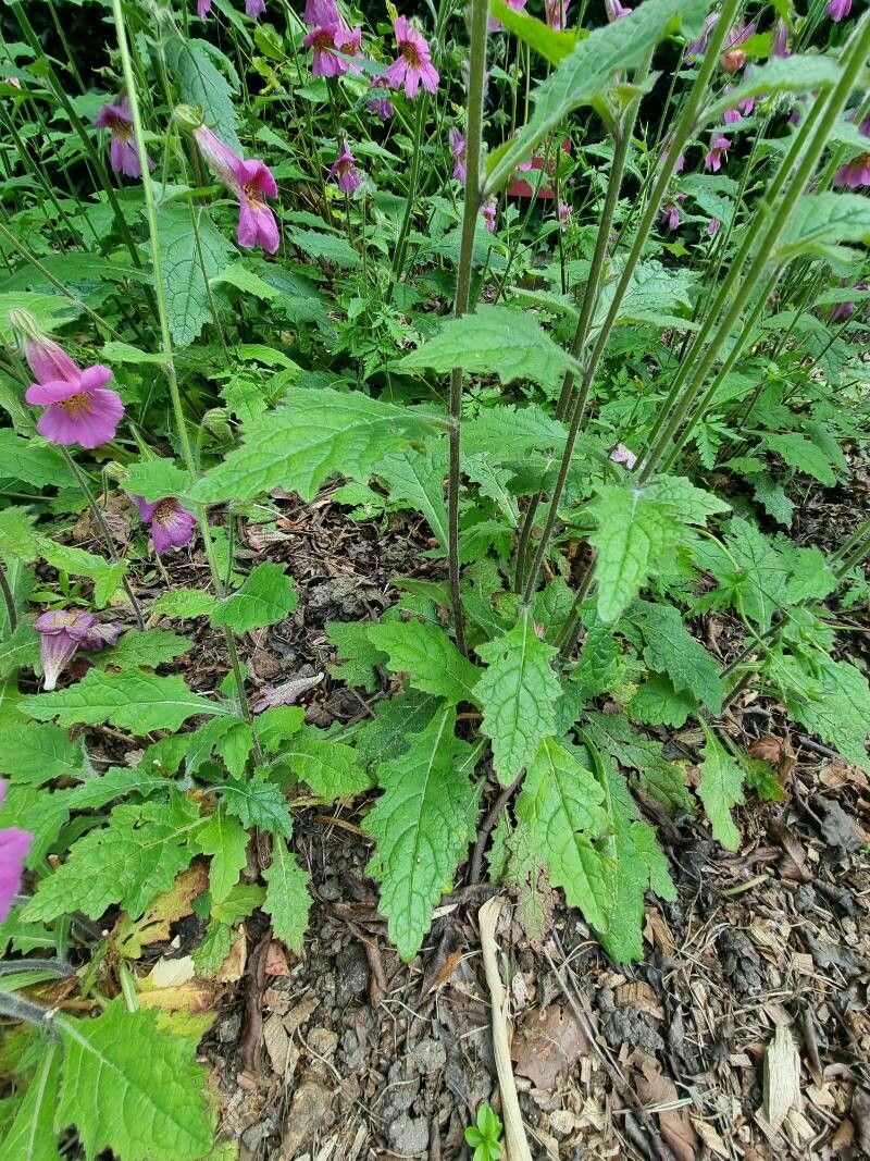 Rehmannia elata — houseplant care guide