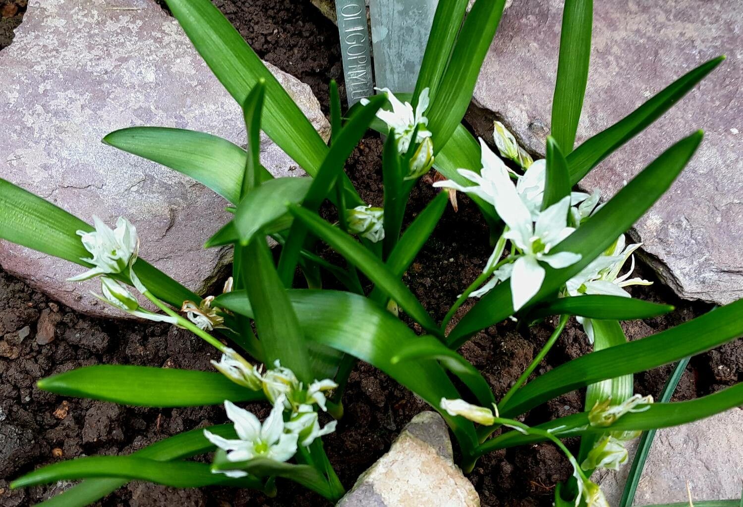 Ornithogalum oligophyllum flower