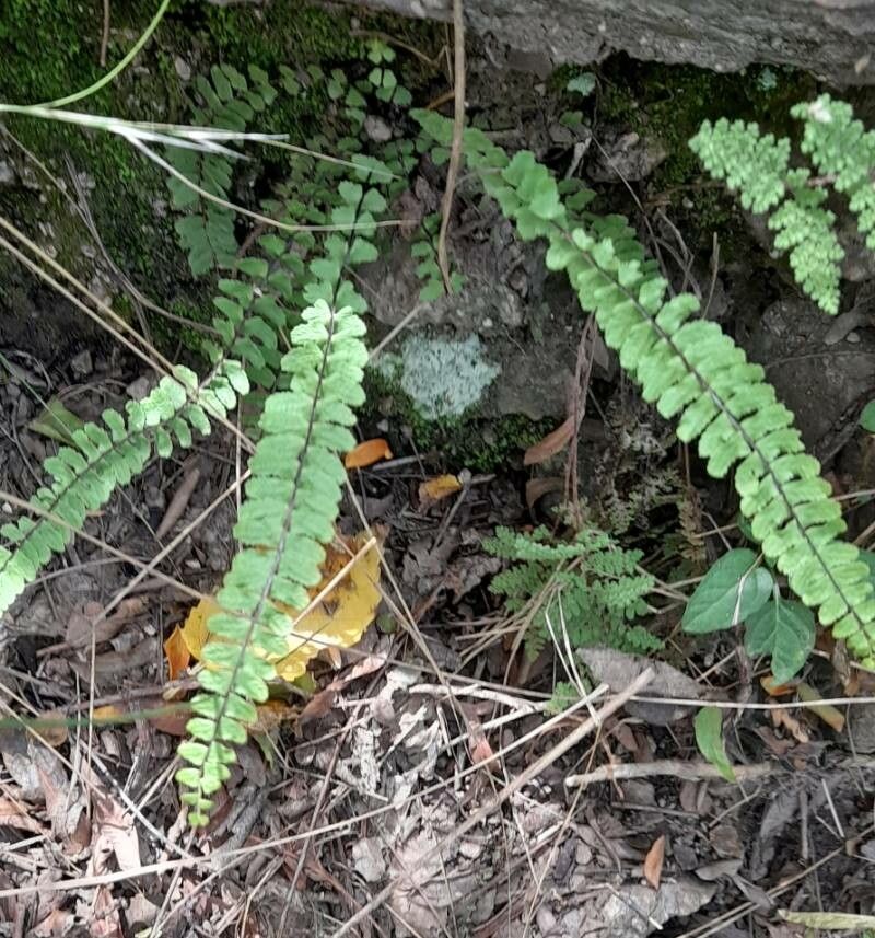 Asplenium resiliens habit