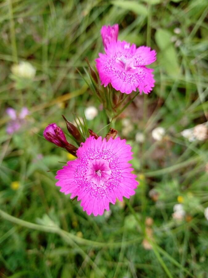 Dianthus callizonus flower