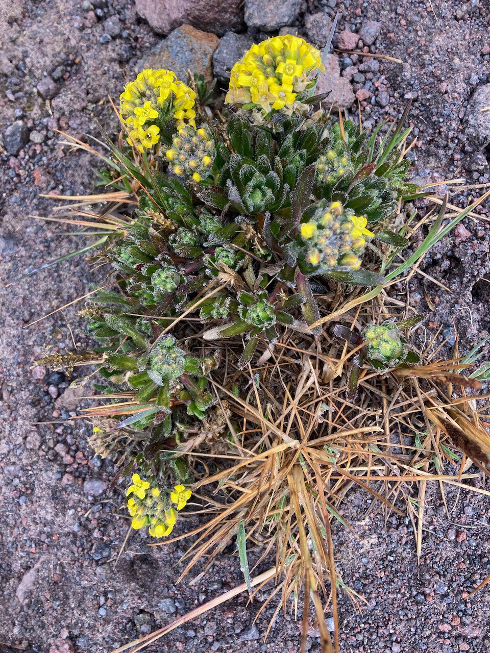 Draba pennell-hazenii leaf