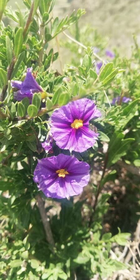 Lycianthes rantonnetii flower
