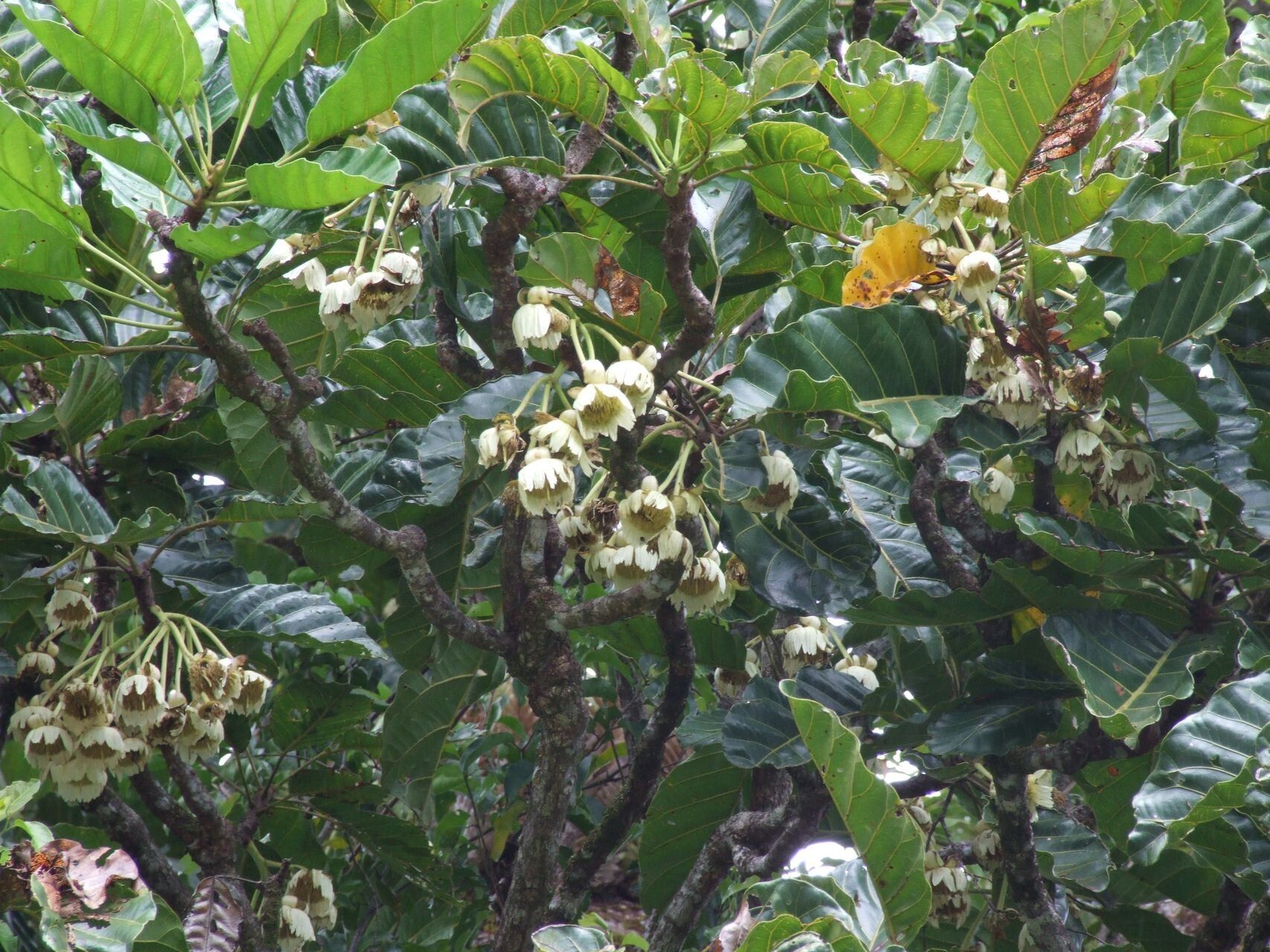 Sloanea ramiflora habit
