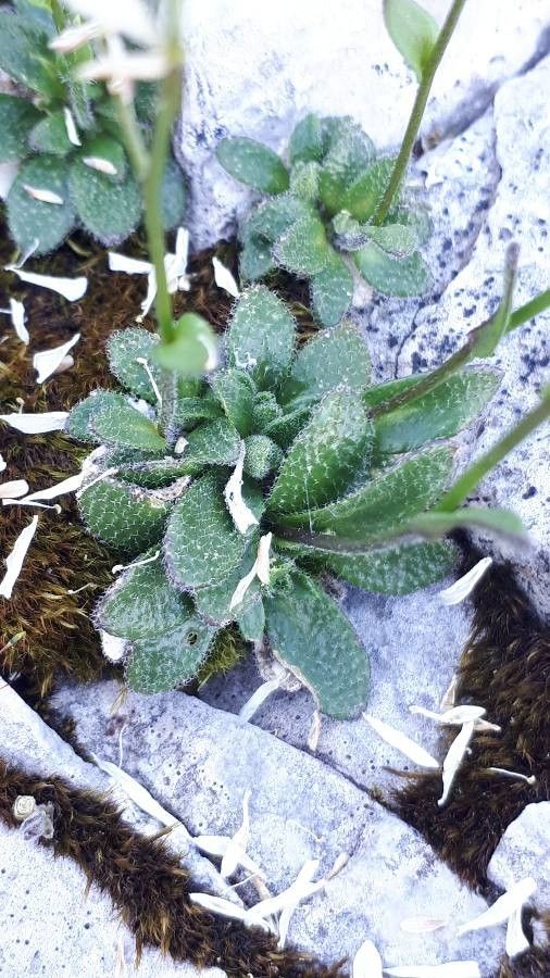Arabis pumila leaf