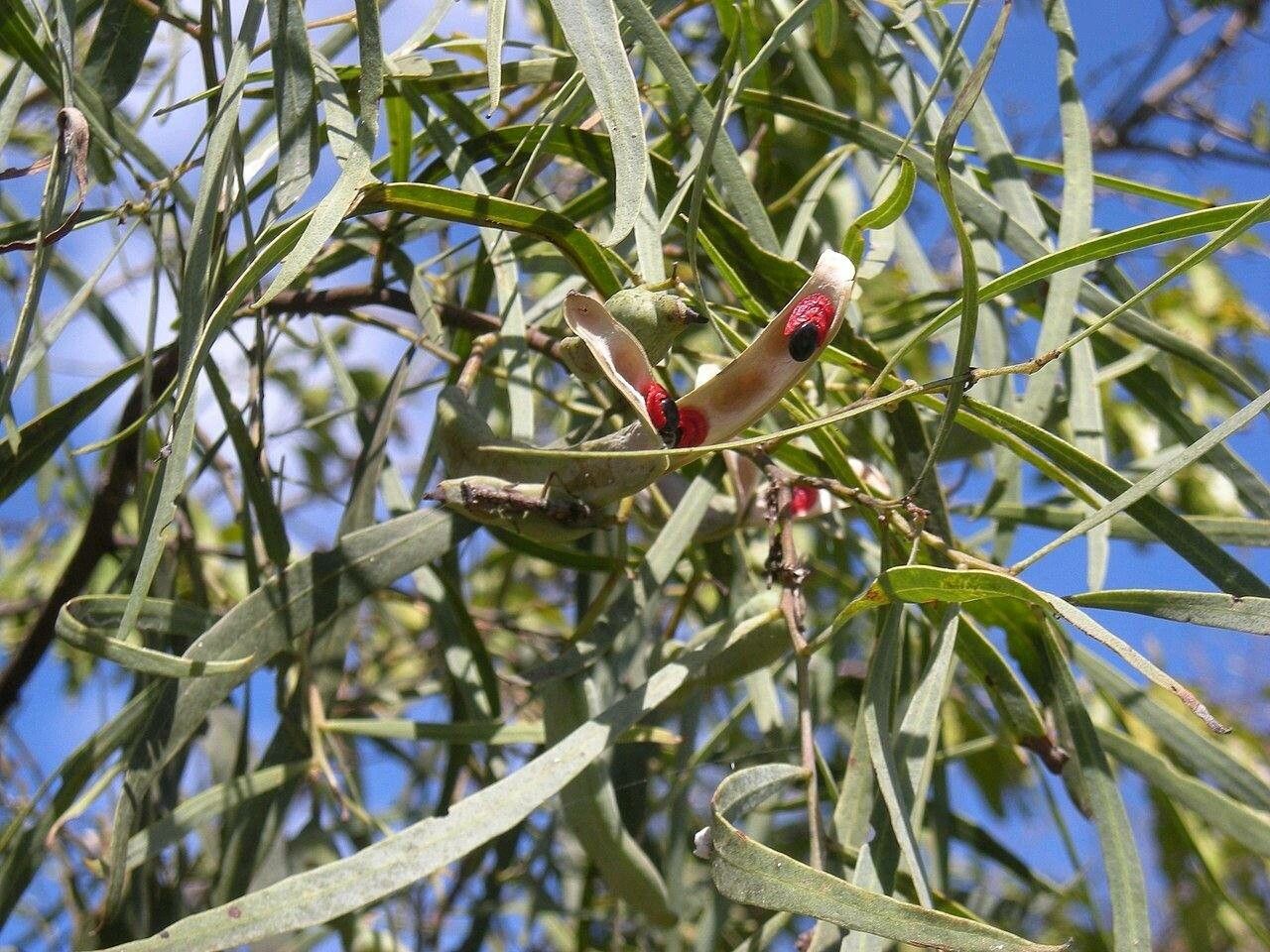 Acacia salicina fruit