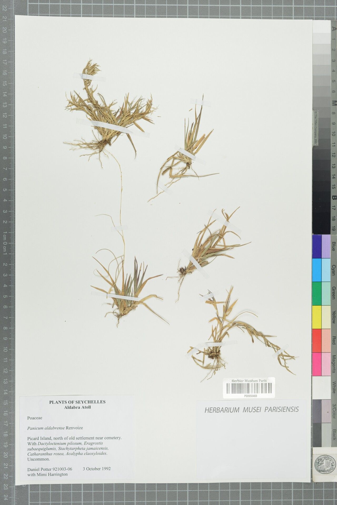 Panicum aldabrense — related species from the same genus