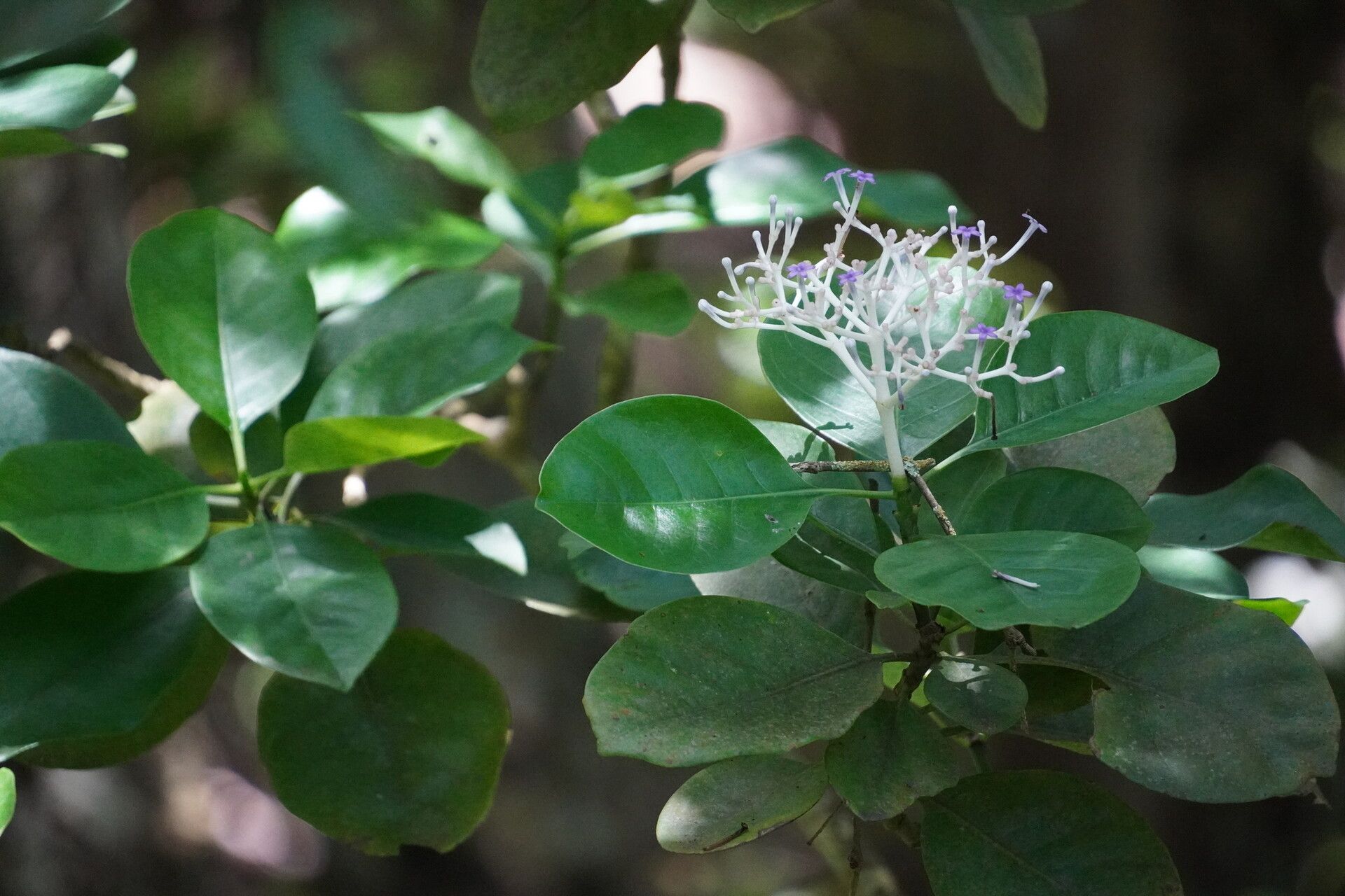 Chassalia coriacea flower