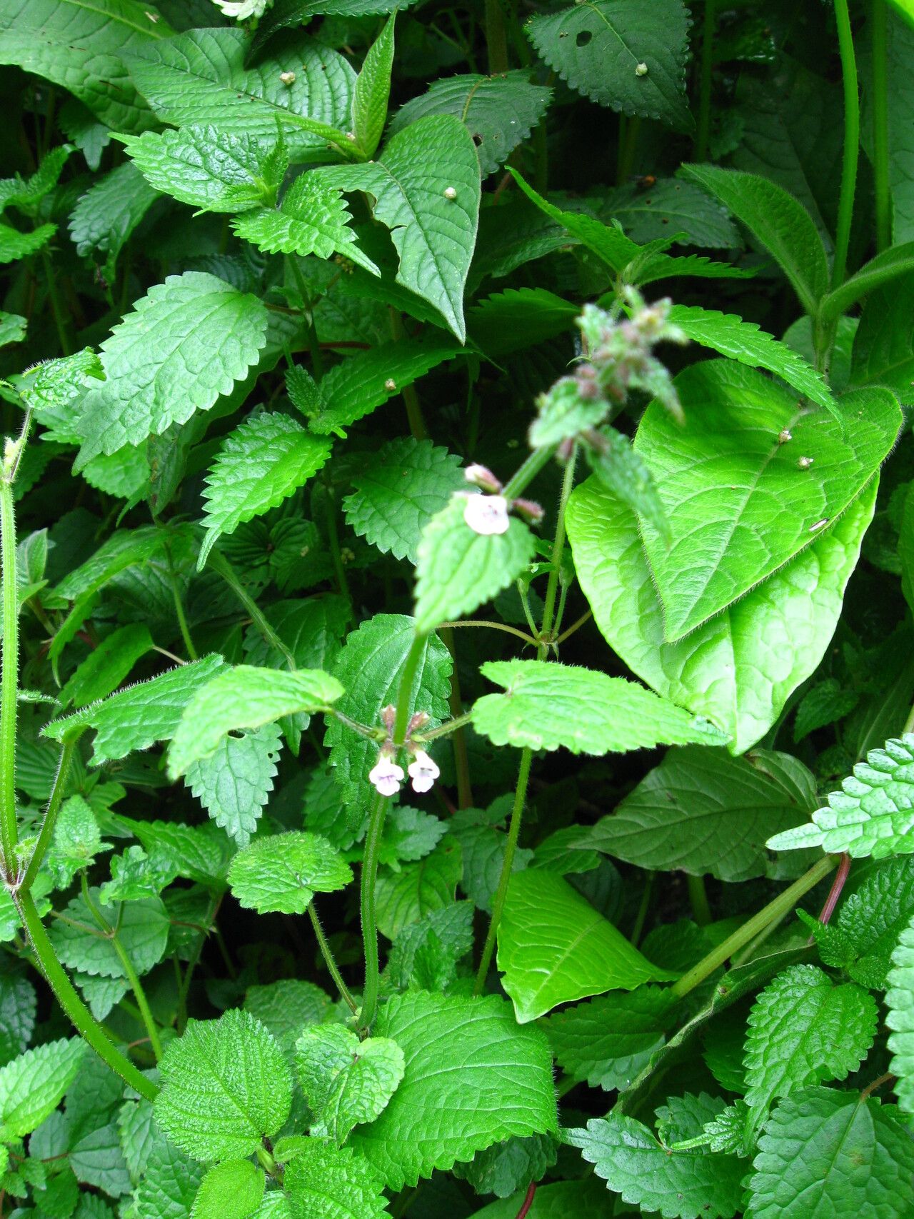 Stachys aculeolata habit