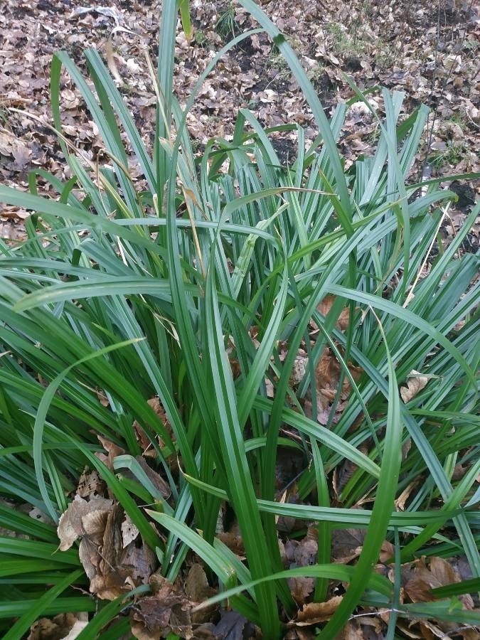 Carex muricata — search result for 'Carex'
