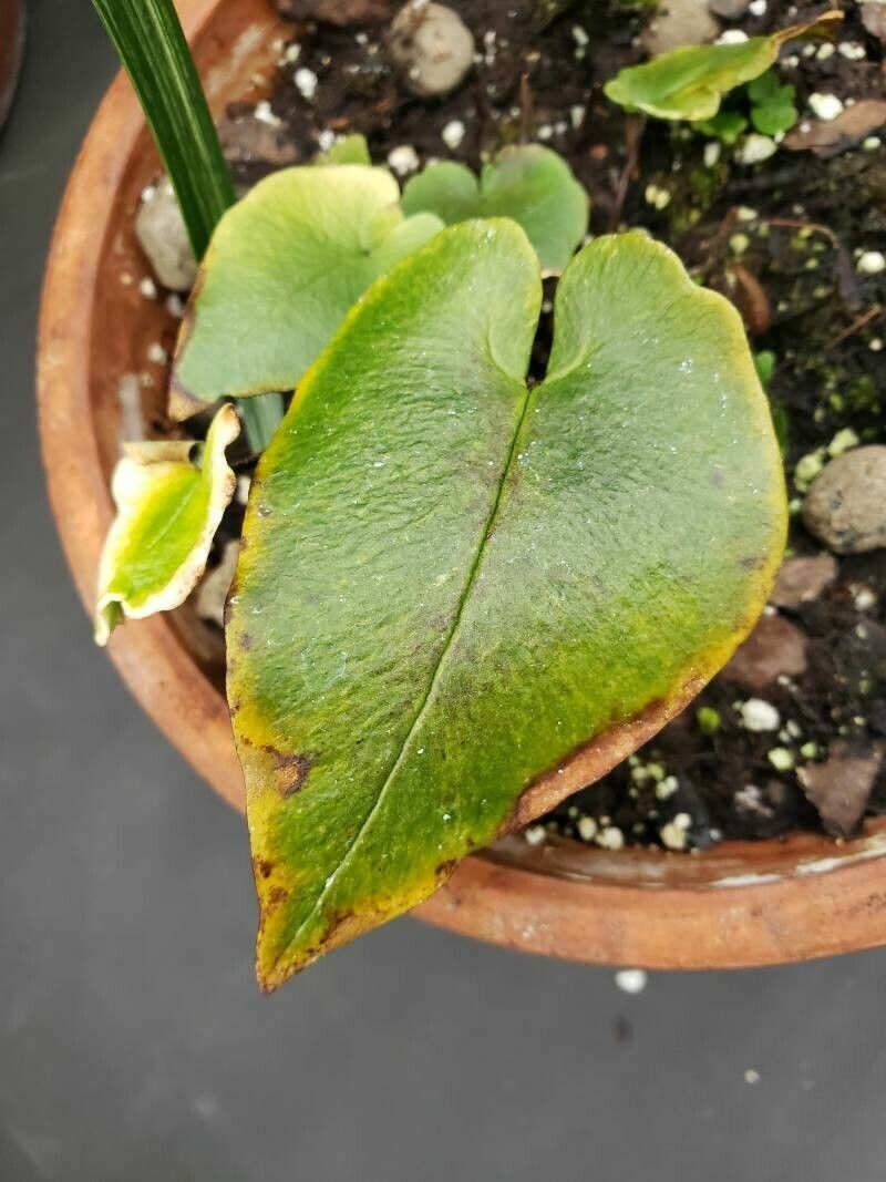 Hemionitis cordata — search result for 'Hemionitis'