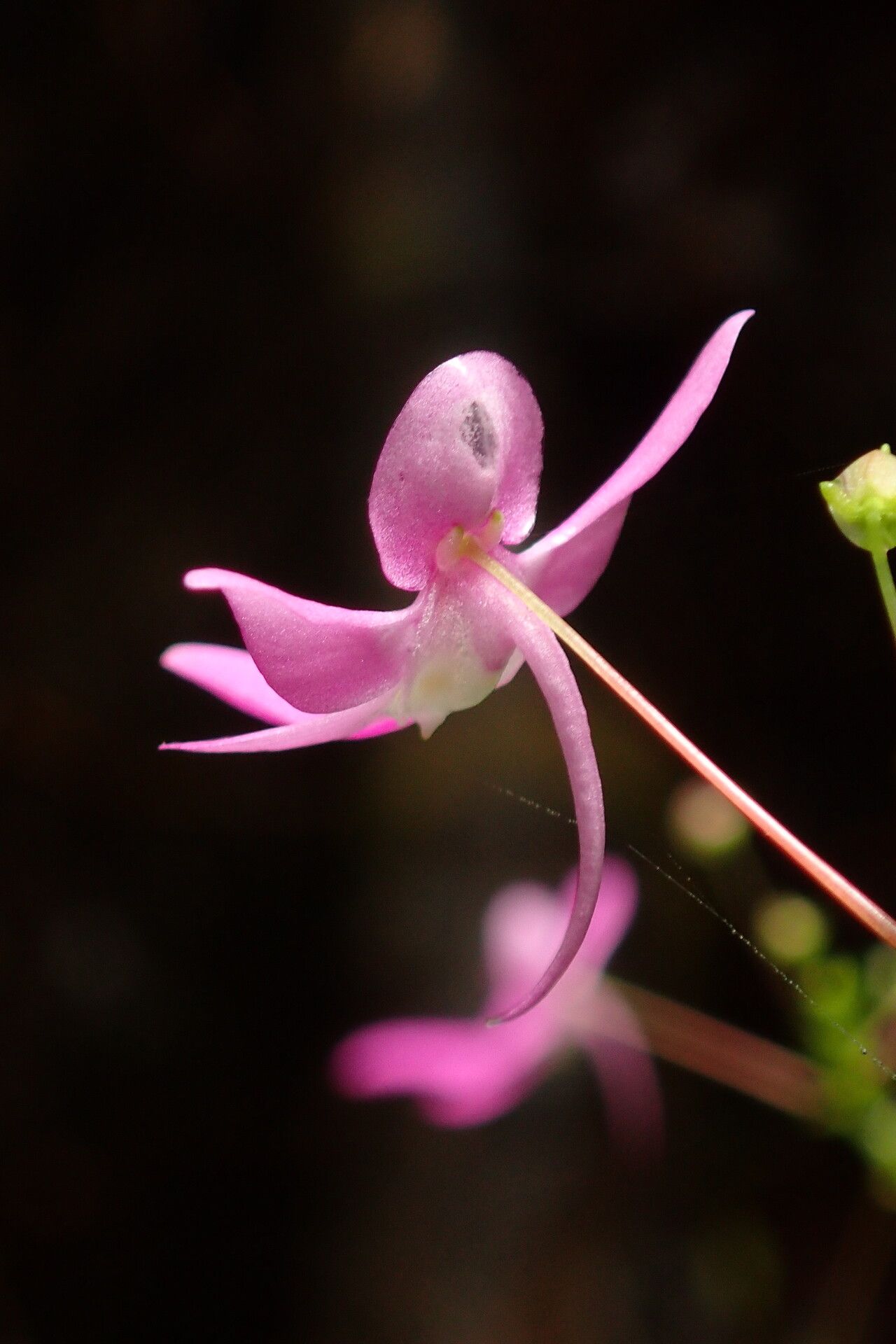 Impatiens kamerunensis flower