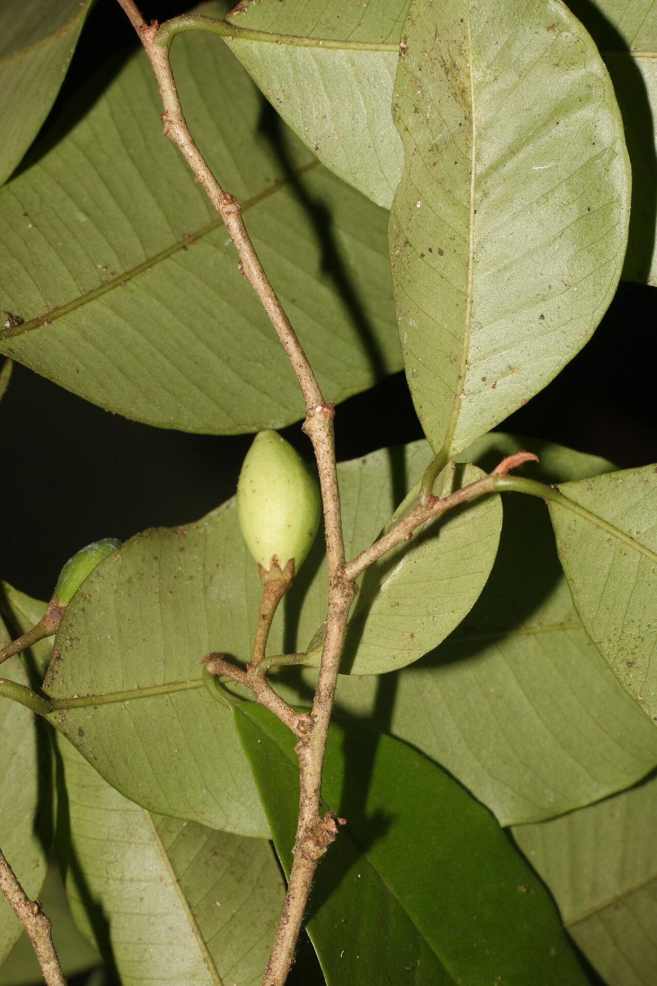 Chrysophyllum hirsutum fruit