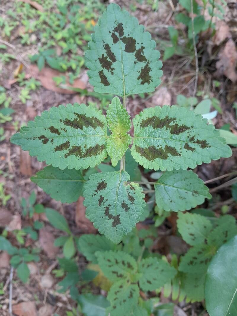 Coleus bojeri — search result for 'Coleus'