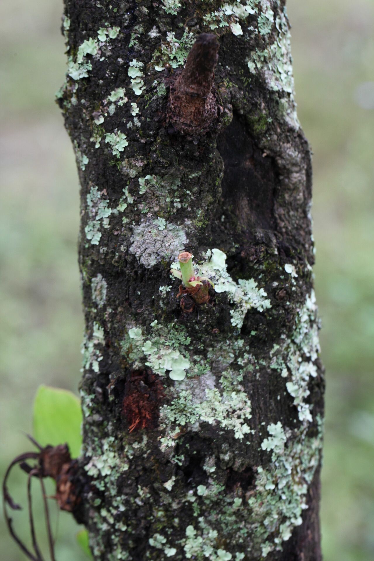 Protea angolensis bark