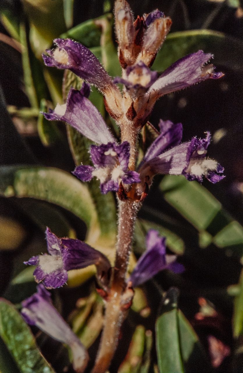 Orobanche ramosa flower
