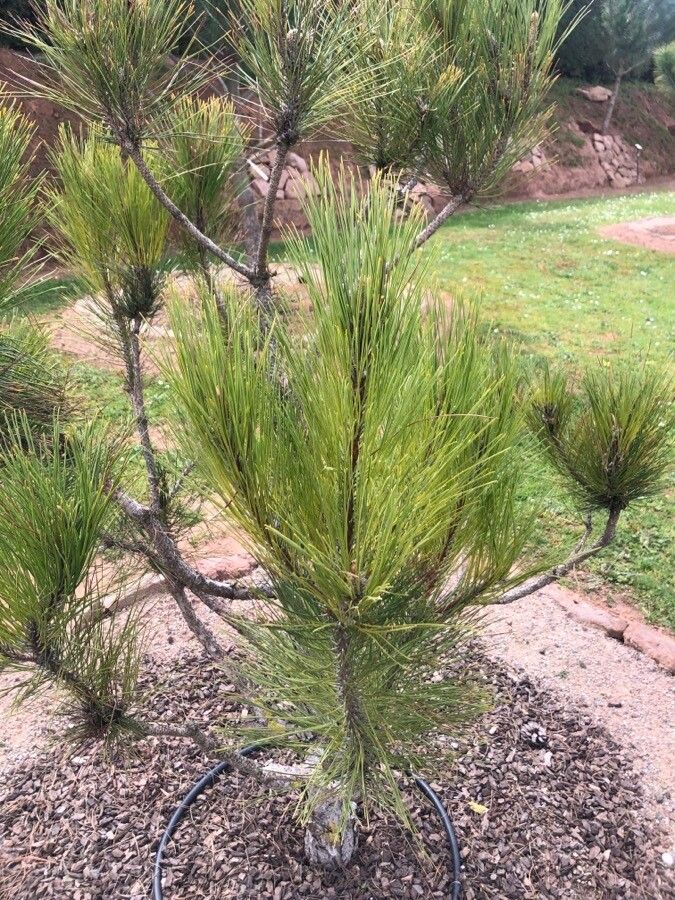 Pinus resinosa — repeat bloomer houseplant