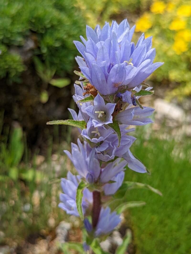 Campanula moesiaca flower