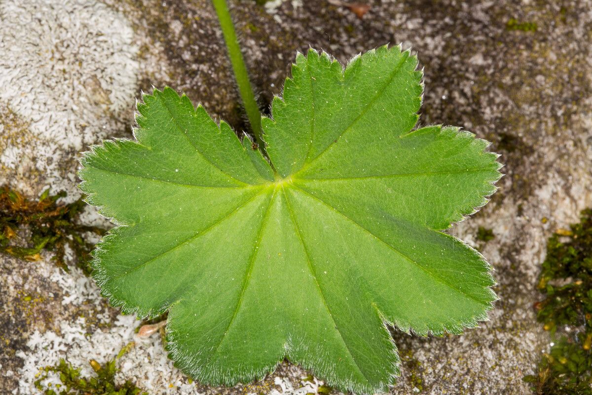 Alchemilla filicaulis leaf