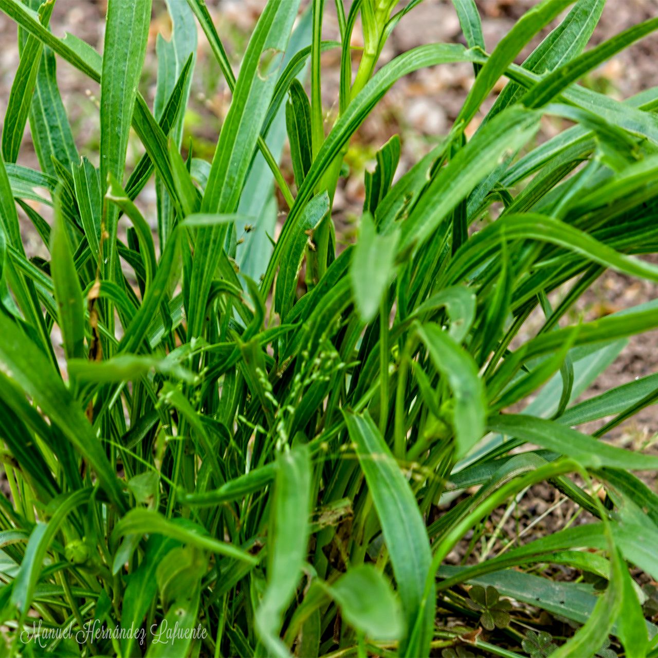 Echinacea paradoxa leaf