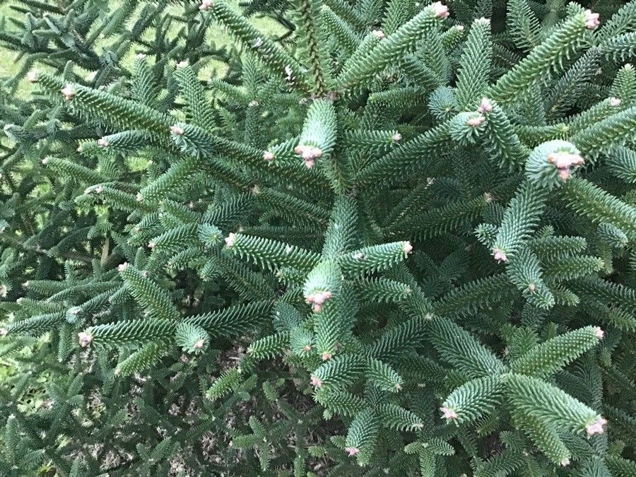 Abies cephalonica leaf