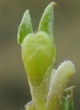 Euphrasia salisburgensis fruit