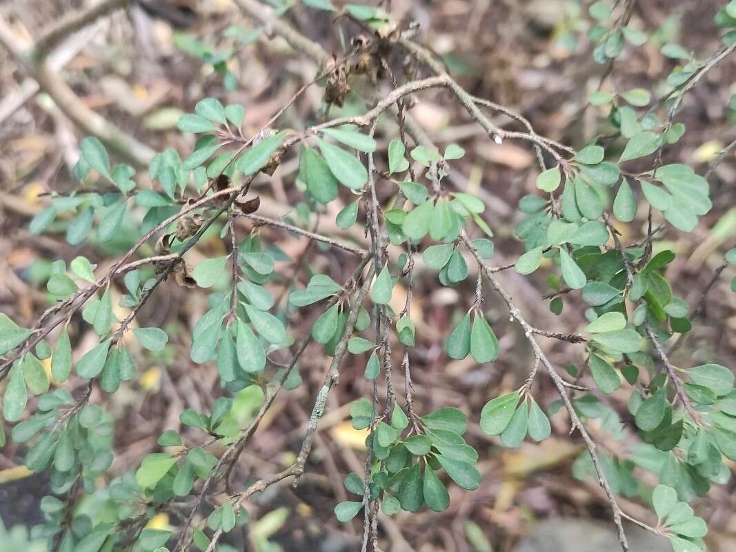 Erythroxylum hypericifolium — houseplant care guide