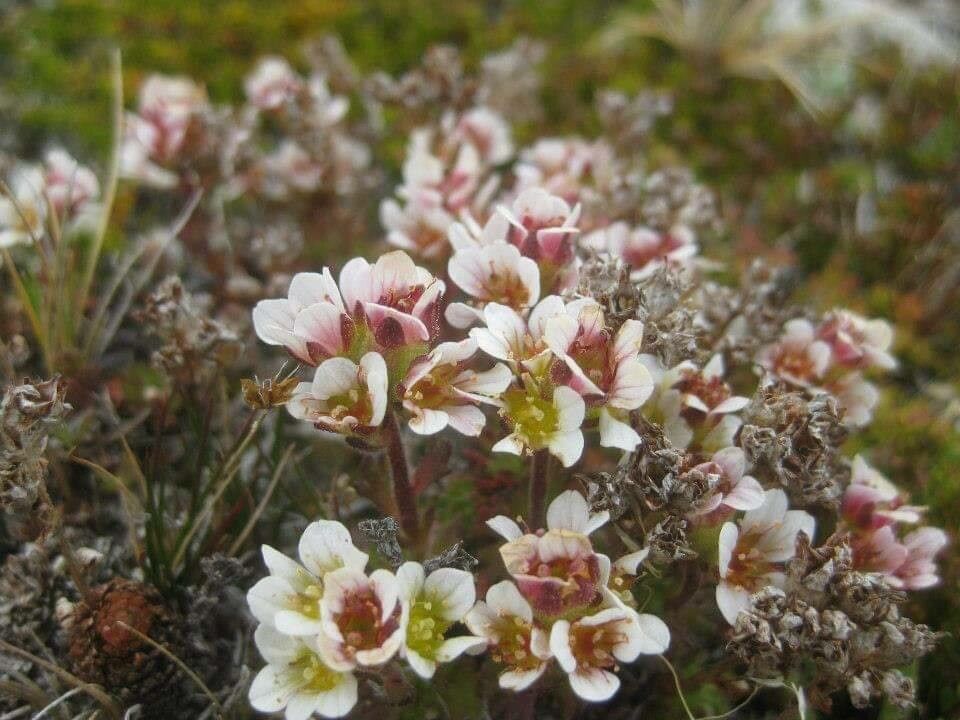Saxifraga magellanica flower