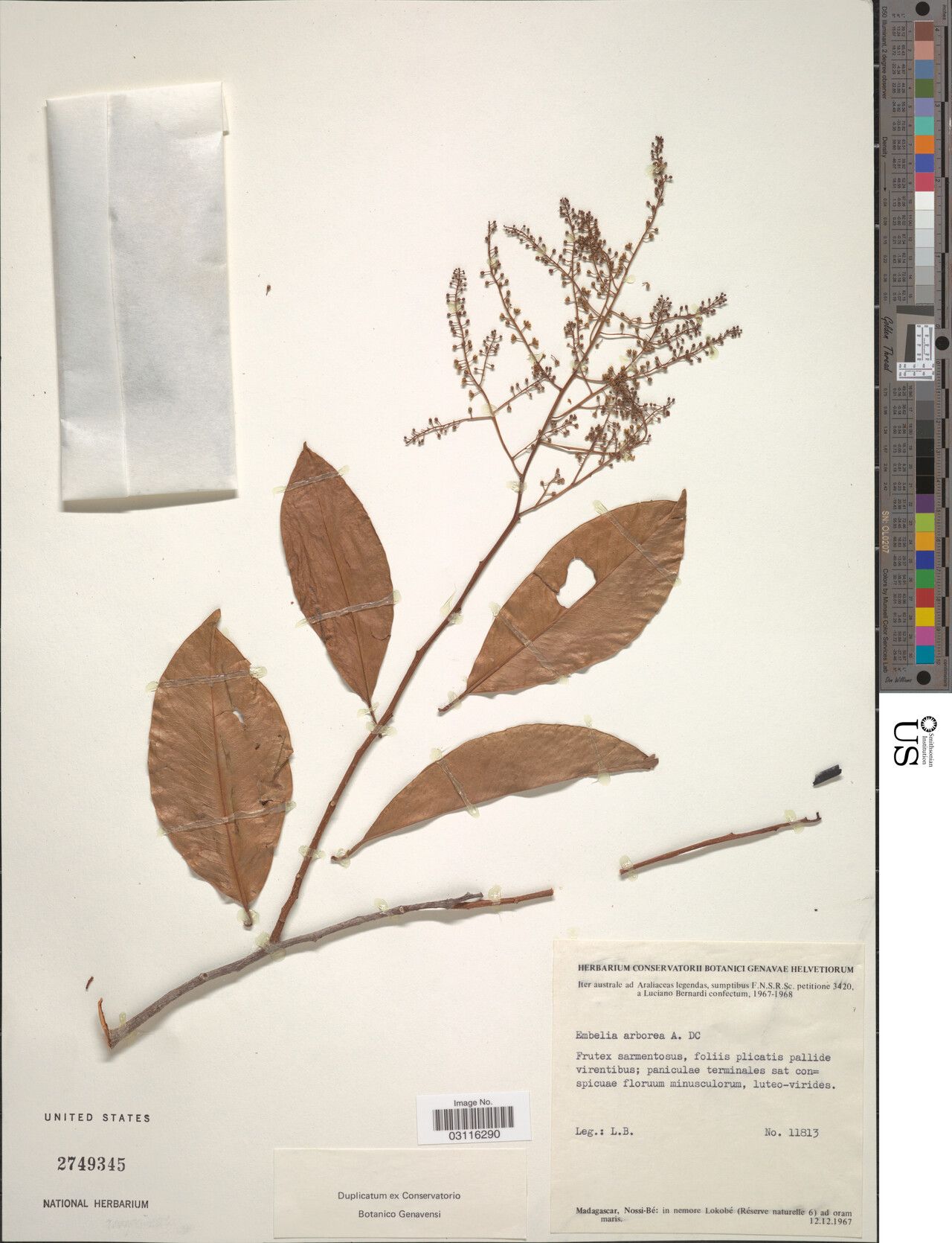 Embelia arborea — related species from the same genus