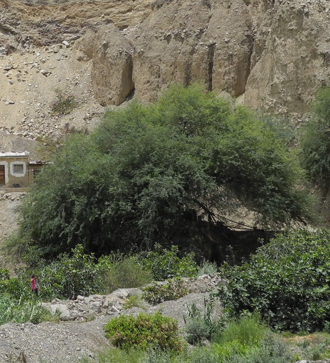 Prosopis flexuosa habit